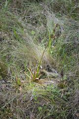 Juncus lomatophyllus