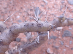 Monsonia