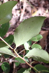 Gymnosporia nemorosa