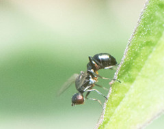 Sepsidae