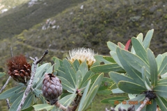 Protea nitida