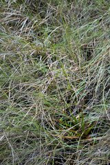 Juncus lomatophyllus