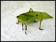 Cnemidophyllum lineatum