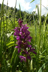 Dactylorhiza incarnata