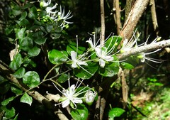 Capparis