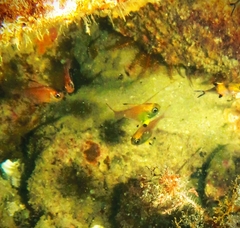 Pempheris multiradiata