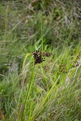 Juncus lomatophyllus