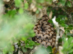 Vipera aspis zinnikeri