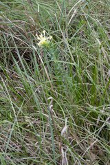 Lasiosiphon anthylloides