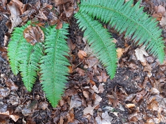 Polystichum aculeatum