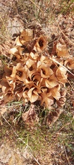 Arctopus monacanthus