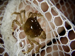 Geothelphusa dehaani