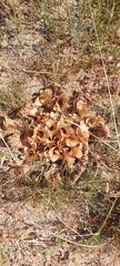 Arctopus monacanthus