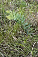 Lasiosiphon anthylloides