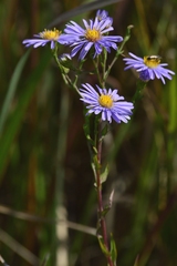 Symphyotrichum laeve laeve