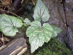 Asimitellaria furusei
