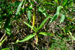 Solanum aviculare