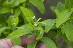 Lippia javanica
