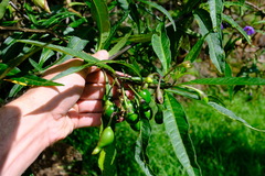 Solanum aviculare