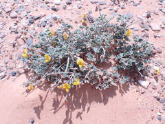 Crotalaria meyeriana