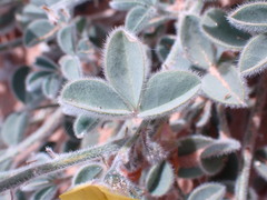 Crotalaria meyeriana