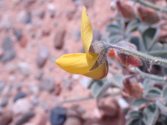 Crotalaria meyeriana