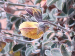 Crotalaria meyeriana