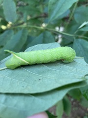 Manduca jasminearum
