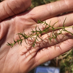 Stellaria pungens