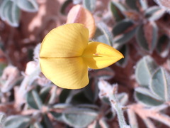 Crotalaria meyeriana