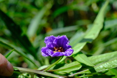 Solanum aviculare