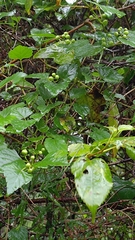 Ampelopsis glandulosa hancei