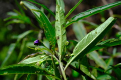 Solanum aviculare