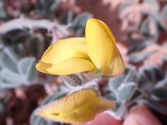 Crotalaria meyeriana