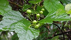 Ampelopsis glandulosa hancei