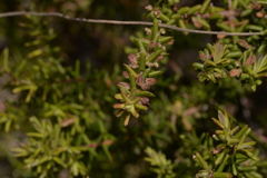 Styphelia margarodes