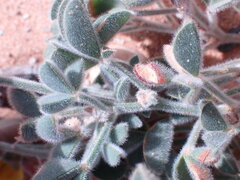 Crotalaria meyeriana