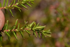 Styphelia margarodes