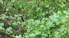 Ampelopsis glandulosa hancei