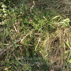 Stellaria pungens