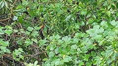 Ampelopsis glandulosa hancei