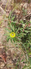 Leucadendron lanigerum lanigerum