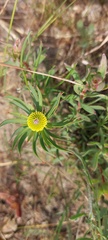 Leucadendron lanigerum lanigerum
