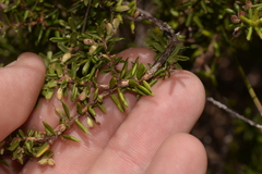 Styphelia margarodes