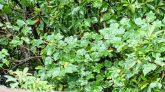 Ampelopsis glandulosa hancei