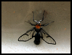 Corematura aliaria