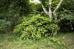 Monanthotaxis caffra