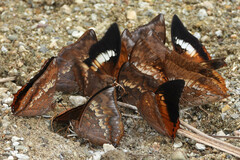 Charaxes bernardus