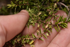 Styphelia margarodes