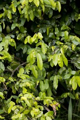 Monanthotaxis caffra